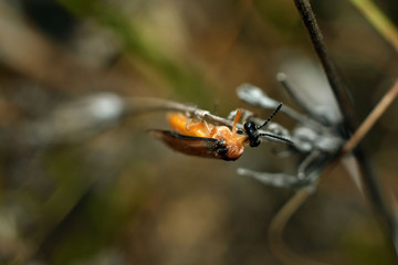 Close up of sawfly on a branch. Beauty in nature