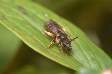 Wasp on a green leaf close-up. Beauty in nature