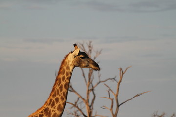 Girafe dans le cimetière d'arbres