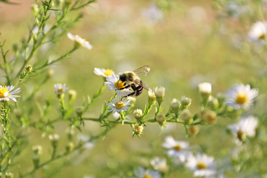 A furry Bumblebee is Polinating a White Aster Flower on a Summer Day