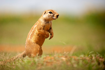 African Ground Squirrel up close, blurred background