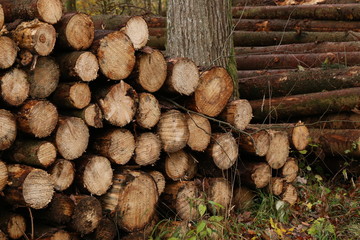 Freshly felled and sawn tree trunks in the forest