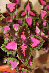 Indoor plants Coleus blumei closeup