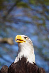 Seeadler