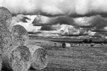 Rolls of harvested hay are on the field, stacked in a pyramid, ready to be sent to the feed...