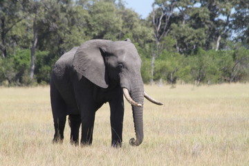 Eléphant dans la savane