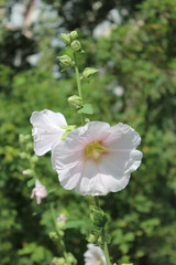 Mallow flower in the garden closeup