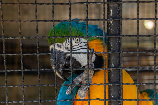 Blue Macaw trapped in a cage in Rio de Janeiro.