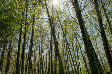 Fototapeta premium arvores