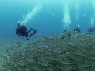 A group of scuba divers faces shoal of bastard grunts Pomadasys incisus in Canary islands, in the Atlantic ocean