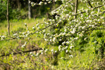 flores