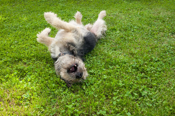 Happy mongrel dog lying around playing on lawn