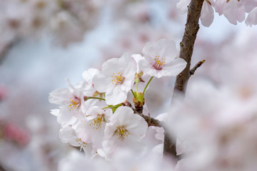 桜の花ズーム
