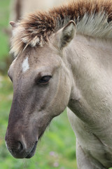 Fototapeta premium portrait of a horse