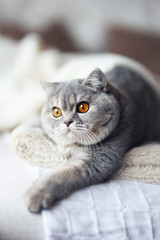 Edle Rassekatze - Britisch Kurzhaar Portrai