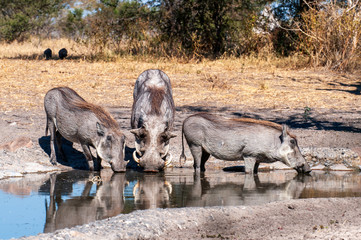 Wild Warthog, at watering hole, up close, 