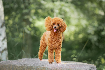 Happy miniature poodle