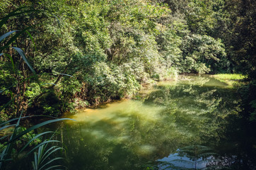 landscape of tropical forest with a pond