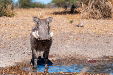 Wild Warthog, at watering hole, up close, 