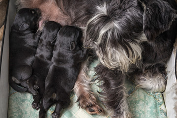 Three schnauzer puppies suck milk close up.
