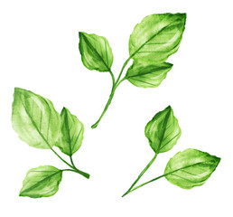 Set botanic elements - branches. illustration isolated on white background, eucalyptus, exotic, tropical plants