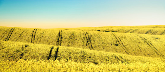 Rapeseed fields on curved hills in Moravia. Summer panorama