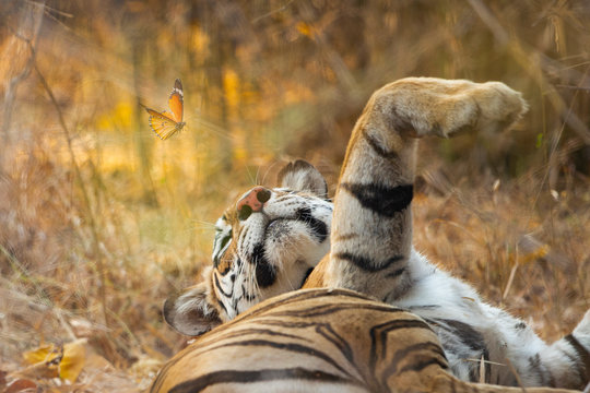 Brown tiger lying on ground