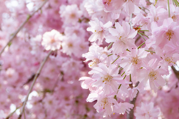 Fototapeta premium 桜の背景
