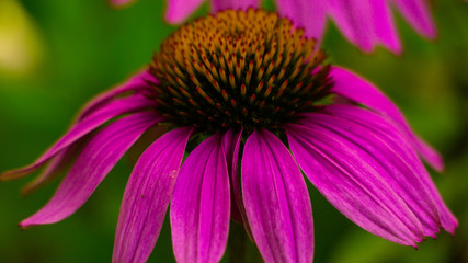 BOkeh of two beautiful pink flower.