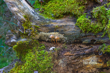 Small mushrooms growing on the trunk of a beech in the Hayedo de Montejo