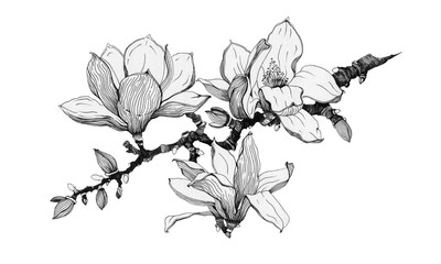 Magnolia branch with flowers black ink illustration. Hand drawn graphic spring beautiful blossoms in a full bloom with buds on a branch. Isolated on the white background. © anitapol