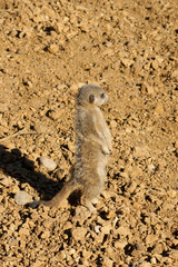 Meerkat on the look out