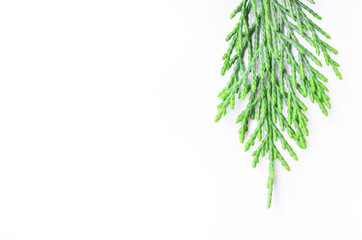Obraz na płótnie Canvas green branch of a tree isolated on white background