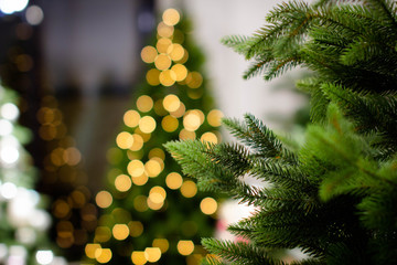 Christmas tree. Blue spruce branches on a textured background. Blue spruce, green spruce, white...