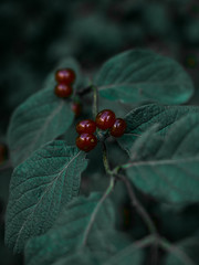 cranberry on the green leaf.
