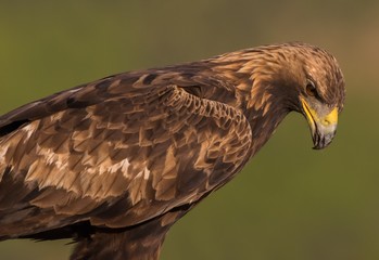Águila real descansando después de comer