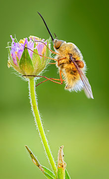 Macro photography of brown flying insect on purple-petaled flower