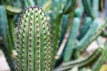 Close-up of green cactus with unfocused background in the botanical garden of Madrid, Spain