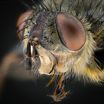 Macro photography of insect