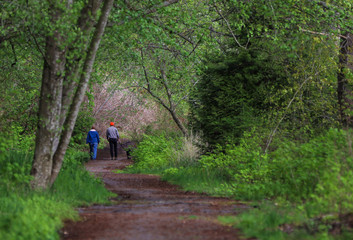 A Walk in the Woods