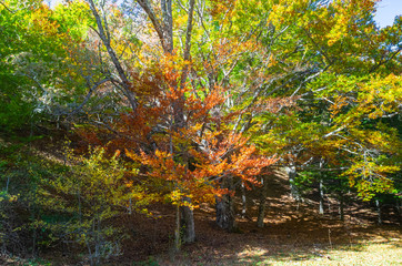 Fototapeta na wymiar Beech tree beginning to yellow at the beginning of autumn in the Hayedo de Montejo