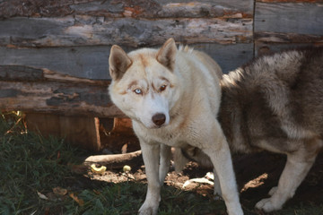 portrait of siberian husky