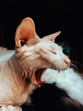 Yawning sphynx cat