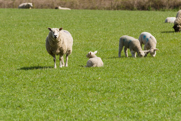 Obraz na płótnie Canvas Sheep and lambs in an sunny green field