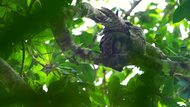 Baby owl (Collared scops owl), perched on a branch and mother calling, when hungry (using sound editing techniques).