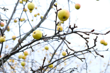 Ripe fruit on the branches of an Apple tree.