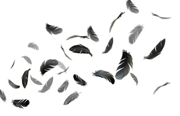 Obraz premium Black feathers floating in the air on white background