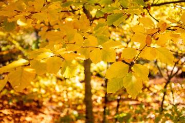 maple leaves in autumn