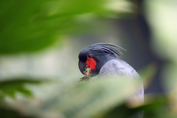 The palm cockatoo (Probosciger aterrimus), also known as the goliath cockatoo or great black cockatoo sitting in the middle of a green jungle. Head of a black cockatoo in the rainforest.