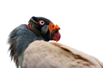 The King Vulture (Sarcoramphus papa) from the New World vulture family Cathartidae, isolated portrait.